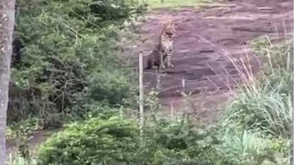 leopard-near-makerai-adavinayanar-dam-at-thenkasi