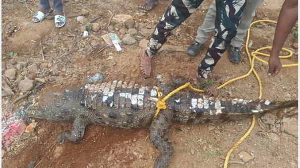 dead-crocodile-rescue-in-mettur