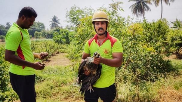 fireman-rescued-a-peacock-with-its-chicks-alive-form-50-feet-well