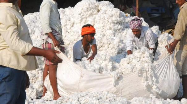 indian-cotton-price-is-higher-than-international-cotton-price