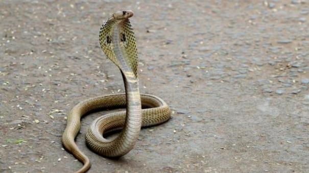 drunk-woman-throws-snake-at-bus-conductor-after-damaging-rear-windshield-in-hyderabad