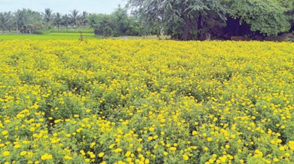 marigolds-blooming-in-gardens-in-krishnagiri-region-due-to-rains