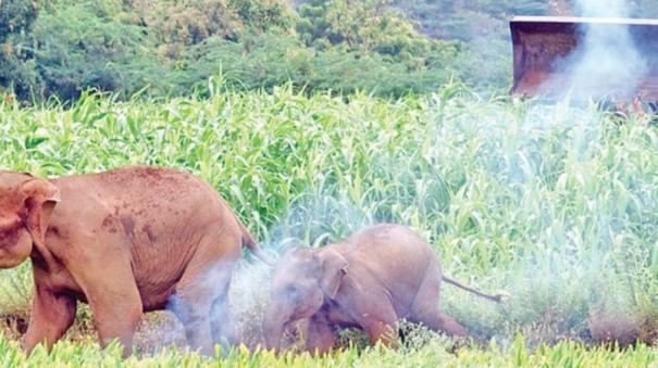 solution-is-to-live-on-harmony-with-elephants-forest-department-initiative-through-tadam-groups