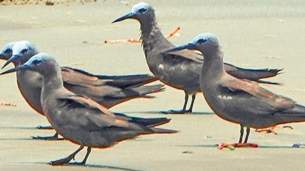 deep-sea-food-shortages-rare-species-of-seabirds-invade-east-coast-areas