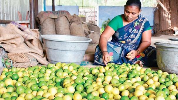 lemon-prices-rise-due-to-increase-on-demand-on-temples-during-adi-month