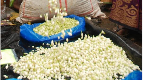 madurai-jasmine-to-rs-900-a-kg