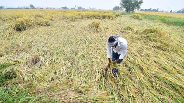 1200-acres-paddy-crops-damaged-by-rain-in-ranipet