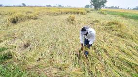 ராணிப்பேட்டை மாவட்டத்தில் தொடர் கனமழையால் 1,200 ஏக்கர் நெற்பயிர்கள் சேதம்