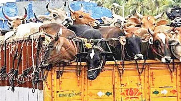 livestock-rescue-from-container-truck