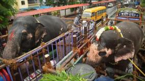 யானைகளுக்கு மீண்டும் புத்துணர்வு முகாம்? - அரசின் நிலையை தெரிவிக்க உயர் நீதிமன்றம் உத்தரவு 