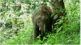 குன்னூர் மலைப்பாதையில் ஒற்றை யானை முகாம்: இருசக்கர வாகனங்களை விரட்டுவதால் அச்சம் 