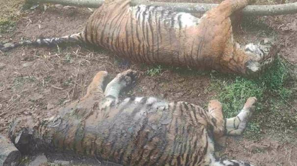 two-tigers-killed-near-gudalur-forest-department-investigates