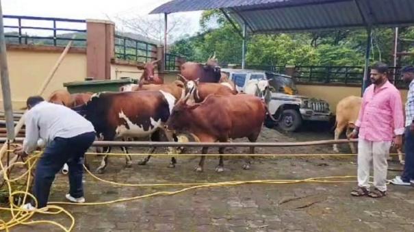 cattle-roaming-in-pandalur-areas-were-captured