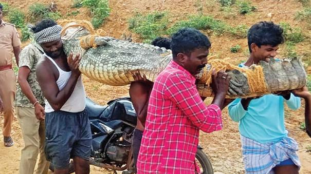 crocodiles-out-of-vakkaramari-pond-in-chidambaram