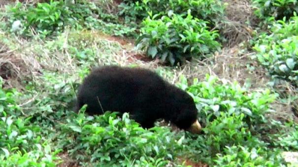 bear-shows-direction-to-the-forest-department-on-coonoor