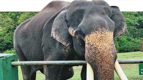 ‘காடுகளின் பாதுகாவலன்’ எங்களின் குலதெய்வம் - யானைகள் குறித்து பழங்குடியினர் பெருமிதம்!