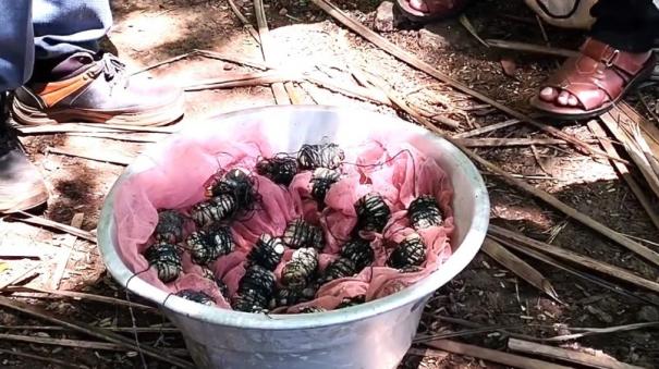 29-country-made-bombs-seized-for-hunting-wild-animals-on-periyakulam-one-arrested