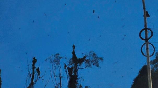 giant-bats-invading-homes-in-tiruppur