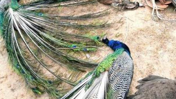 7-peacocks-6-goats-died-after-eating-poisoned-biryani