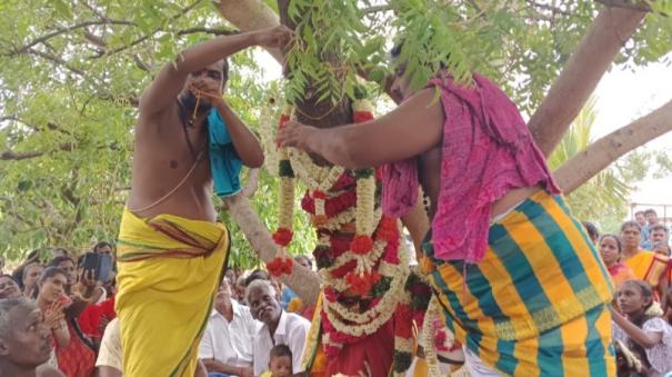 geezhamurukur-near-thiruverumbur-marriage-of-banyan-tree-and-neem-tree-for-village-prosperity-villagers-participate-on-large-numbers