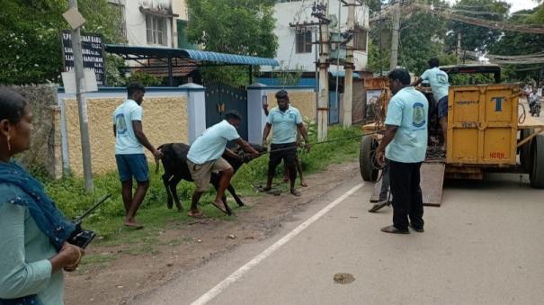 madurai-corporation-fielded-jallikattu-players-to-catch-the-cows-wandering-on-the-street