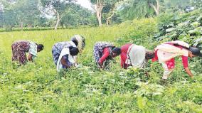 கிராமிய அபிவிருத்தி இயக்க உதவியுடன் விளைநிலங்களாக மாறிய தரிசு நிலங்கள் @ நீலகிரி