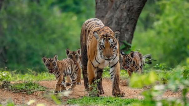 sc-lauds-centre-govt-conservation-drive-as-india-tigers-see-6-pc-growth