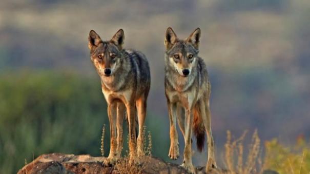 man-eater-wolves-pack-strikes-again-3-year-old-girl-killed-in-up