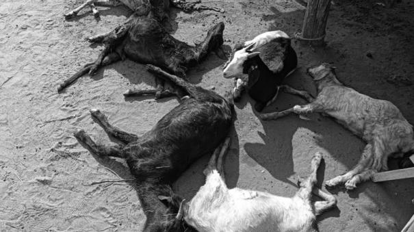 goats-killed-by-stray-dogs-near-vedasandur-demand-to-control-dogs