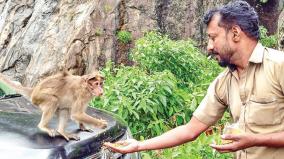 நொறுக்கு தீனிக்கு காத்திருக்கும் குரங்குகள்: தமிழக - கேரள எல்லை மலைச் சாலைகளில் துயரம்