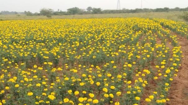 marigold-flower-which-has-fallen-on-price-is-being-sold-at-rs10-per-kg-on-ottapidaram-area