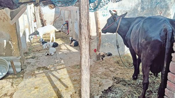 womens-health-complex-turned-into-a-cow-shed-in-watrap