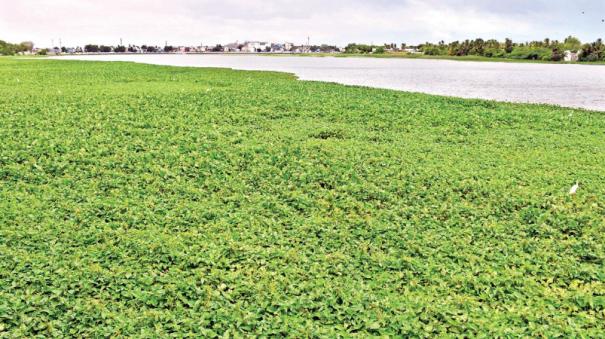 thamirabarani-irrigation-canals-in-poor-condition