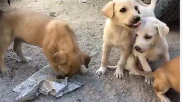 more-than-20-puppies-tied-up-in-a-sack-on-the-roadside-near-usilambatti