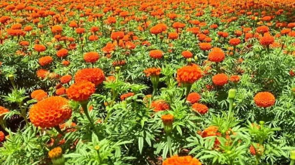 onam-is-coming-flower-farming-is-busy-on-theni-district