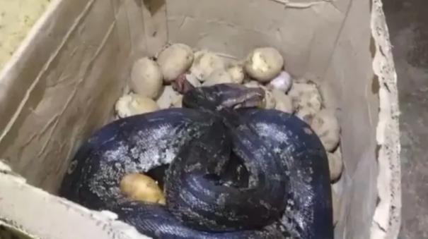 8-foot-long-python-curled-up-in-hotel-vegetable-box-shocking-video-released