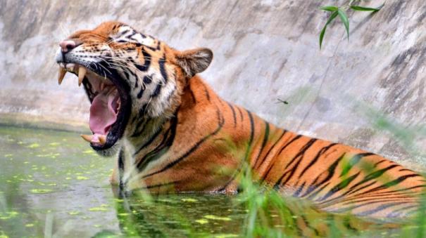 man-mauled-to-death-by-tiger-in-up-second-such-incident-within-a-fortnight