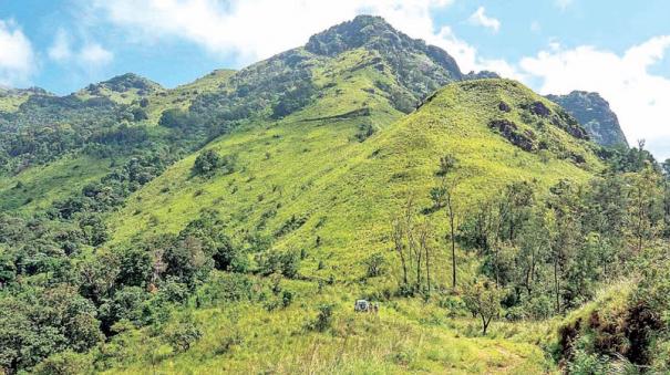 removal-of-waste-plants-and-cultivation-of-grasses-in-coimbatore