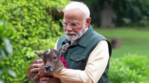 prime-minister-modi-played-with-the-new-calf