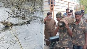 மேட்டுப்பாளையம் அருகே குட்டையில் கிடந்த முதலை: 35 மணி நேரம் போராடி பிடித்தது வனத்துறை!