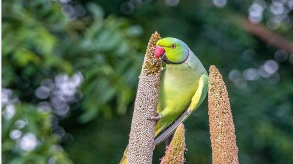 21-year-old-parrot-undergoes-tumour-surgery-in-madhya-pradesh