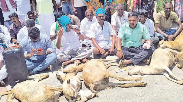 cattle-are-hunted-by-dogs-in-kangeyam