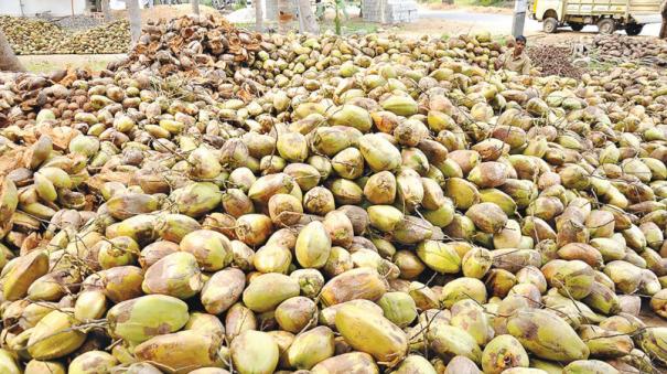 farmers-are-happy-with-the-rise-in-coconut-prices-in-krishnagiri