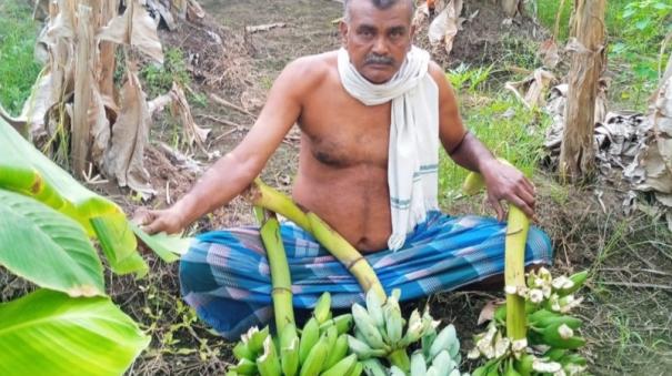 elephants-leaning-banana-trees-farmers-are-suffering-in-srivilliputhur