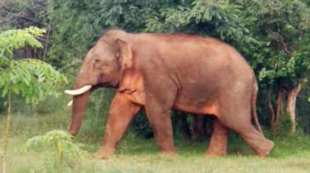 elephant-herd-affects-agriculture-in-krishnagiri