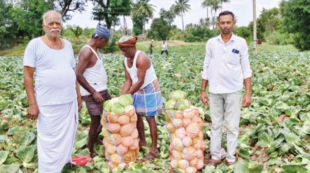 cabbage-price-falls-due-to-increase-in-yield-at-krishnagiri