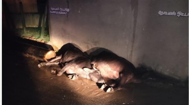 2-buffaloes-died-by-heavy-rain-anagaputhur