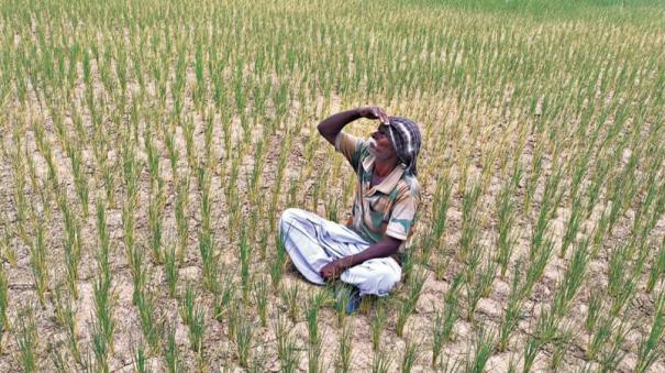 risk-of-scorching-of-well-water-irrigated-rice-crops-in-krishnagiri