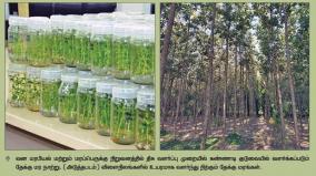 ஒரு தளிரில் இருந்து 60,000 தேக்கு நாற்றுகள்! - திசு வளர்ப்பு முறையில் சாதித்த கோவை ஐஎஃப்ஜிடிபி