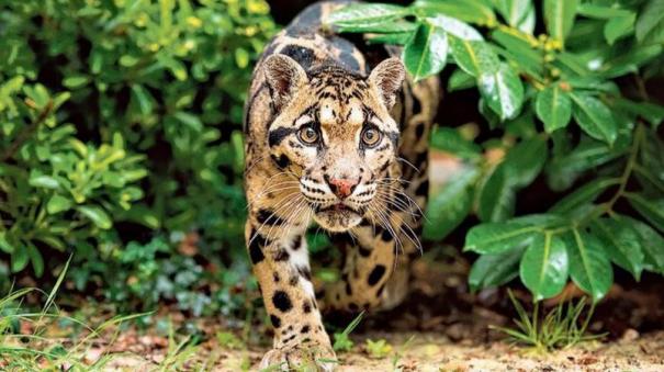 temple-priest-killed-in-udaipur-panther-attack-7th-death-in-11-days